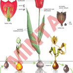 A tulipán