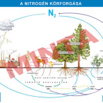 A nitrogén körforgása