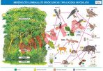 A mérsékelt övi lombhullató erdők szintjei, táplálkozási kapcsolatai